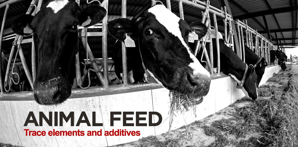 animal-feed